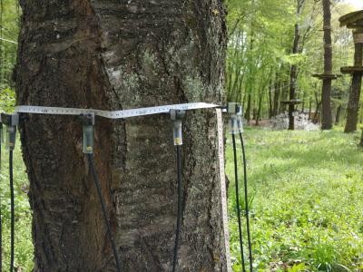 Fakopp 3D vizsgálat idős fákra telepített kalandparkban