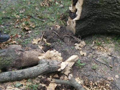 Tőből kitört fa