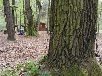Regelkontrolle bei Bäume im Waldseilgarten