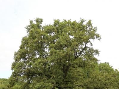 Quercus sp.